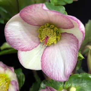 画像4: クリスマスローズ鉢植え　大鉢　氷の薔薇　ピコティー