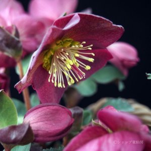 画像5: クリスマスローズ鉢植え　大鉢　氷の薔薇　レッド