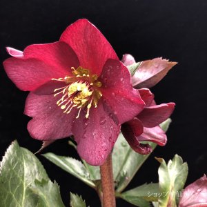 画像3: クリスマスローズ鉢植え　大鉢　氷の薔薇　レッド