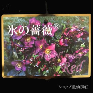 画像2: クリスマスローズ鉢植え　大鉢　氷の薔薇　レッド