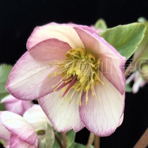 画像2: クリスマスローズ鉢植え　大鉢　氷の薔薇　ピコティー