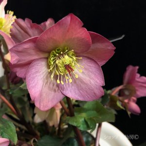 画像4: クリスマスローズ鉢植え　大鉢　氷の薔薇　ローズ