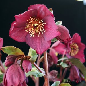 画像4: クリスマスローズ鉢植え　大鉢　氷の薔薇　レッド