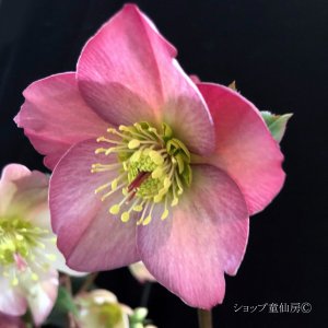 画像2: クリスマスローズ鉢植え　大鉢　氷の薔薇　ローズ