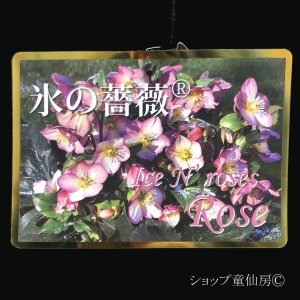 画像3: クリスマスローズ鉢植え　大鉢　氷の薔薇　ローズ