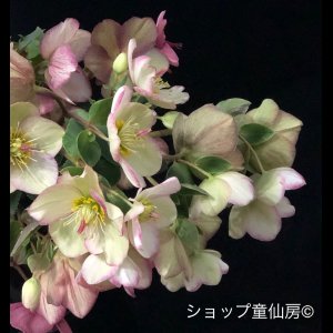 画像5: クリスマスローズ鉢植え　大鉢　氷の薔薇　ピコティー