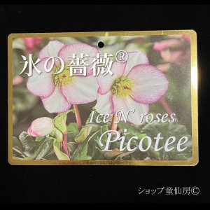 画像3: クリスマスローズ鉢植え　大鉢　氷の薔薇　ピコティー