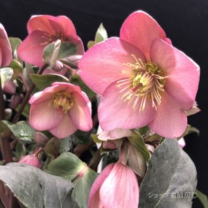 画像5: クリスマスローズ鉢植え　大鉢　氷の薔薇　ローズ