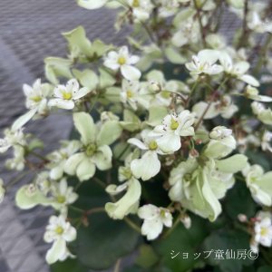 画像5: サキシフラガ・ダンシングピクシー TRACEY　トレーシー　