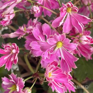 画像5: サキシフラガ・ダンシングピクシー TALINA　タリナ　