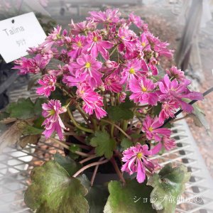 画像4: サキシフラガ・ダンシングピクシー TALINA　タリナ　