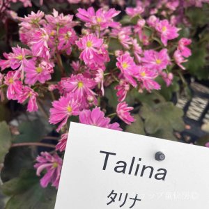 画像2: サキシフラガ・ダンシングピクシー TALINA　タリナ　