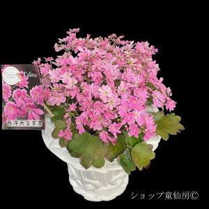 画像9: サキシフラガ・ダンシングピクシー TALINA　タリナ　