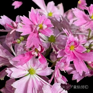 画像8: サキシフラガ・ダンシングピクシー TALINA　タリナ　