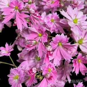 画像7: サキシフラガ・ダンシングピクシー TALINA　タリナ　