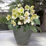 クリスマスローズ鉢植え　大鉢　氷の薔薇　ホワイト