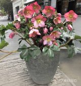 クリスマスローズ鉢植え　大鉢　氷の薔薇　ローズ