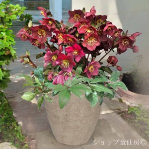 画像1: クリスマスローズ鉢植え　大鉢　氷の薔薇　レッド