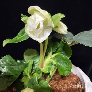 画像10: クリスマスローズ 雪の妖精HGCリサン4.5号