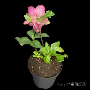 画像15: クリスマスローズ 雪の妖精HGCフーリールビー6号