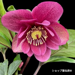 画像4: クリスマスローズ 雪の妖精HGCフーリールビー6号