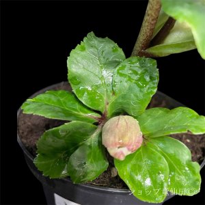 画像16: クリスマスローズ 雪の妖精HGCレニア4.5号