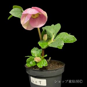 画像9: クリスマスローズ 雪の妖精HGCレニア4.5号