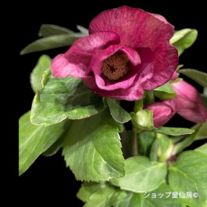 画像5: クリスマスローズ 雪の妖精HGCレイラ6号