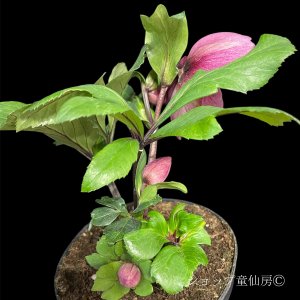 画像17: クリスマスローズ 雪の妖精HGCフーリールビー6号