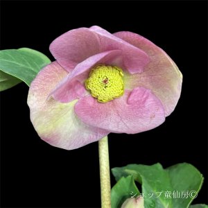 画像10: クリスマスローズ 雪の妖精HGCレニア4.5号