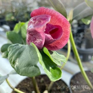 画像6: クリスマスローズ 雪の妖精HGCレニア4.5号