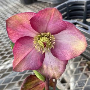 画像12: クリスマスローズ 雪の妖精HGCレイラ6号