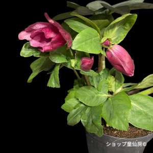 画像6: クリスマスローズ 雪の妖精HGCレイラ6号