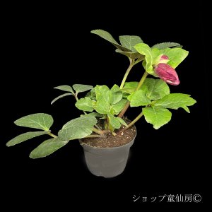 画像7: クリスマスローズ 雪の妖精HGCレイラ6号