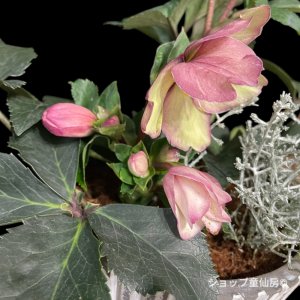 画像4: 【氷の薔薇ビアンコ・アーリーローズ】寄せ植え現品