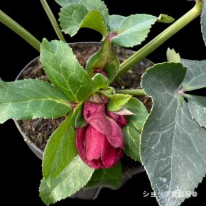 画像8: クリスマスローズ HGCアイスブレーカールビー4.5号