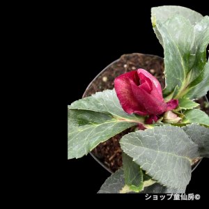 画像11: クリスマスローズ HGCアイスブレーカールビー4.5号