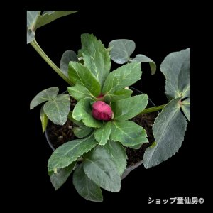 画像12: クリスマスローズ HGCアイスブレーカールビー4.5号