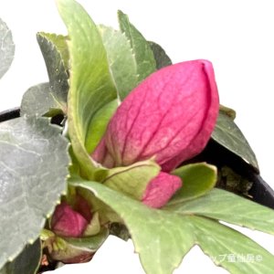 画像19: クリスマスローズ HGCアイスブレーカールビー4.5号