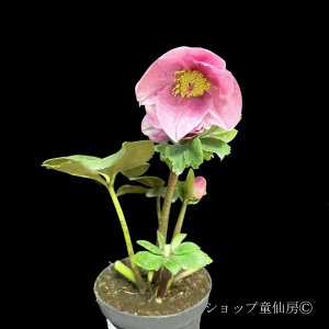 画像5: クリスマスローズ 雪の妖精HGCレニア4.5号