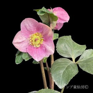 画像3: クリスマスローズ 雪の妖精HGCレニア4.5号