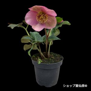 画像8: クリスマスローズ 雪の妖精HGCレニア4.5号