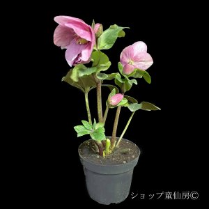 画像7: クリスマスローズ 雪の妖精HGCレニア4.5号