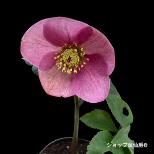 画像17: クリスマスローズ 雪の妖精HGCレニア4.5号