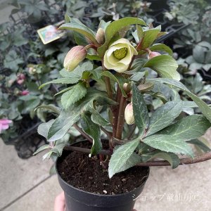 画像3: クリスマスローズ HGCマーロン4.5号