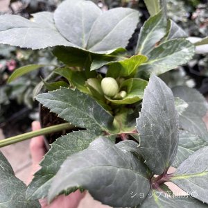 画像21: クリスマスローズ HGCアイスブレーカーマキシー4.5号