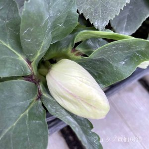 画像9: クリスマスローズ 雪の妖精HGCローラ4.5号