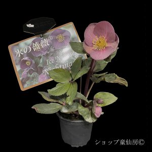 画像2: クリスマスローズ Ice N' roses 氷の薔薇ナイチンゲール3.5号