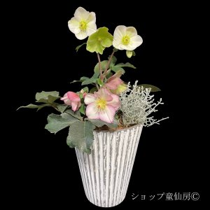 画像1: 【氷の薔薇ビアンコ・アーリーローズ】寄せ植え現品