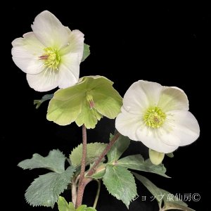 画像3: 【氷の薔薇ビアンコ・アーリーローズ】寄せ植え現品